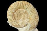 Fossil Ammonite (Orthosphinctes) - Germany #119366-1